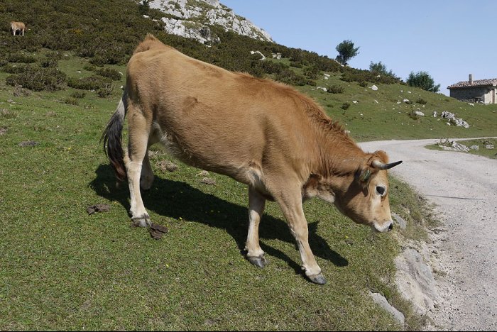 Una vaca precavida